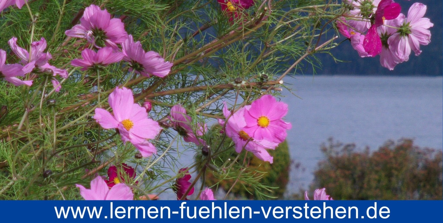 www.lernen-fuehlen-verstehen.de