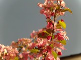 permakultur garten